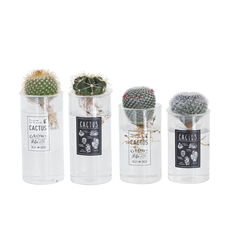 SPICE ���ѥ��� BLUBVASE ��̥��ܥƥ� L 8972L 6�� | �����ǥ� ��ʪ ���ܥƥ� ¿�� ������� �͵� ��̥��ܥƥ� ���å� ����ƥꥢ