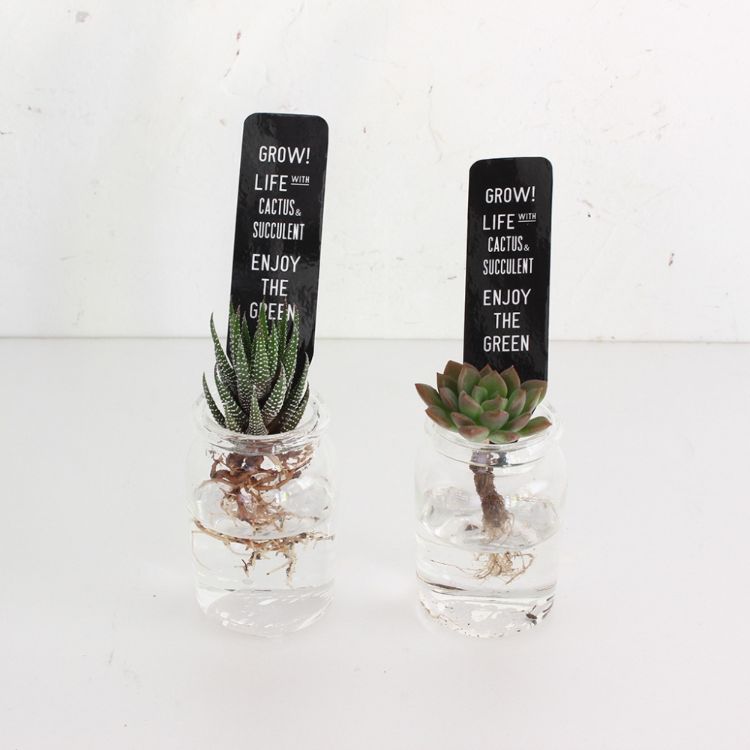最終値下げ Spice スパイス Rimglass 水耕栽培 多肉アソート 8s01 個 ガーデン 植物 サボテン 多肉 インテリア 最安値に挑戦 Www Giseleblasioli Com Br 最終値下げ Spice スパイス Rimglass 水耕栽培 多肉アソート 8s01 個 ガーデン 植物 サボテン 多肉 インテリア 最安値に挑戦 Www Giseleblasioli Com Br
