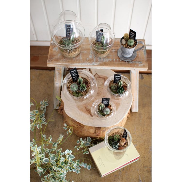 SPICE ���ѥ��� LABO ROUND DOME SABOTEN M 8S29 6�� | �����ǥ� ��ʪ ���ܥƥ� ¿�� �ݤ� �ե���� �İ��� ���饹 �� ���� ���� ����ƥꥢ ����ץ�