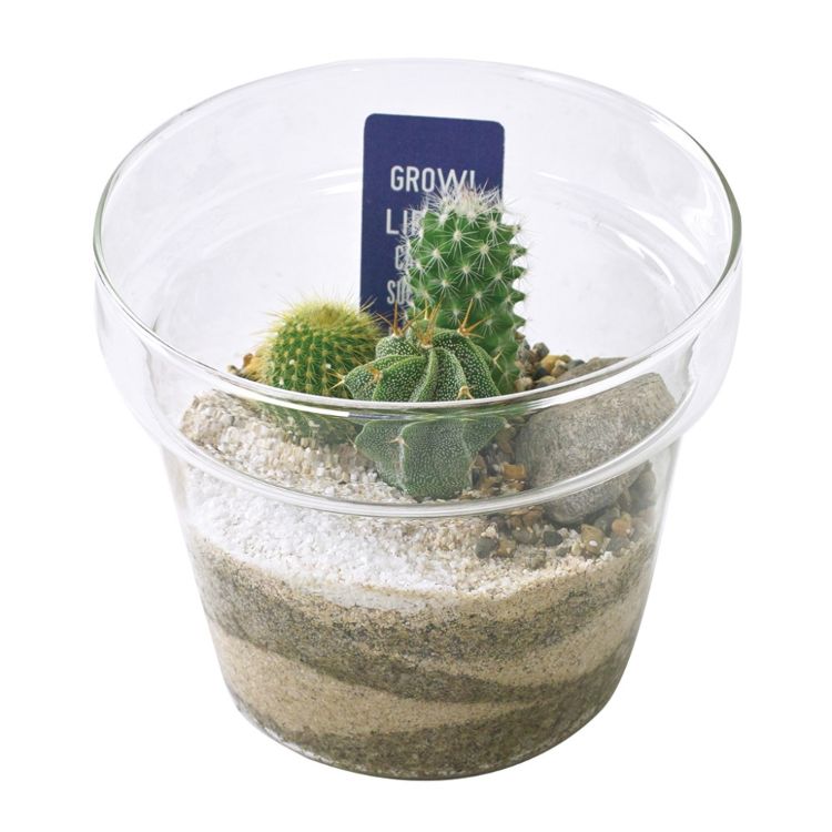 SPICE スパイス SPICE OF LIFE ラボガラス プランター サボテン 植え込み Lサイズ 8S43 6個 | ガーデン 植物 サボテン 多肉 ガラス 綺麗 器