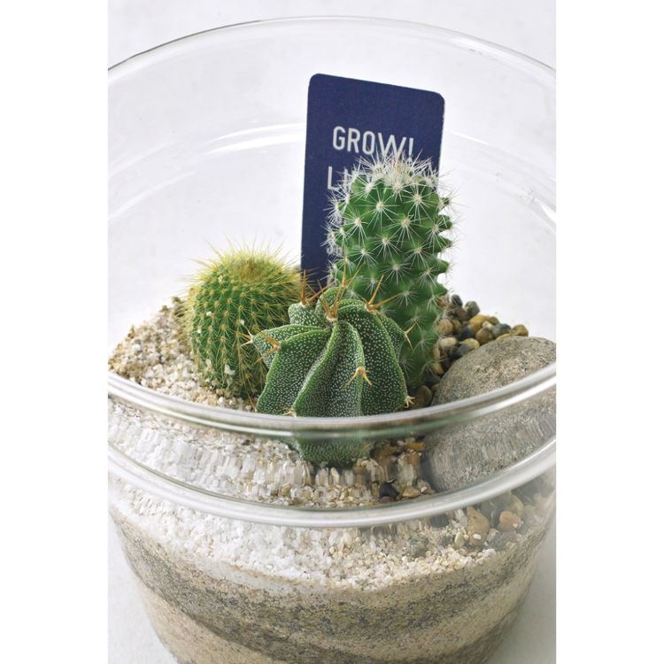 SPICE ���ѥ��� SPICE OF LIFE ��ܥ��饹 �ץ�󥿡� ���ܥƥ� �������� L������ 8S43 6�� | �����ǥ� ��ʪ ���ܥƥ� ¿�� ���饹 ��� ��