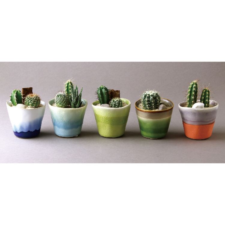 SPICE スパイス SPICE OF LIFE グラデーションカラー ミニポット サボテン植え込み 8S52 10個 | ガーデ..