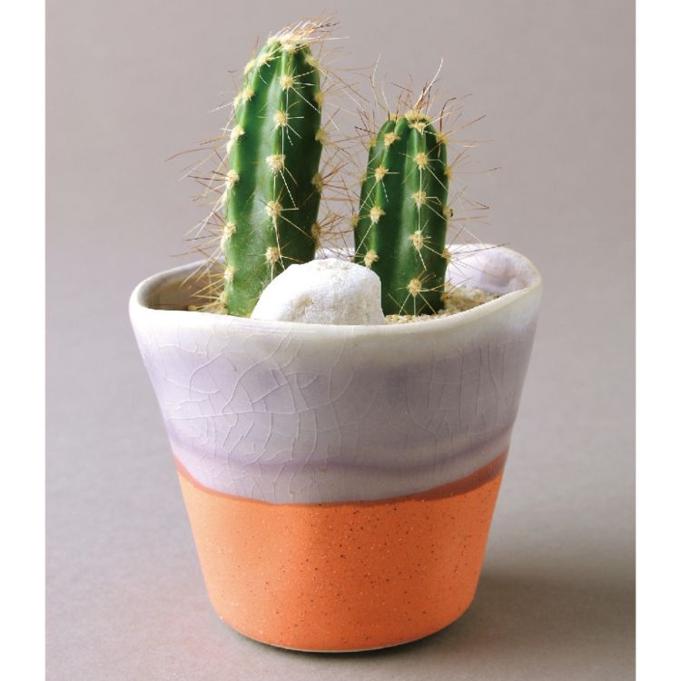 SPICE ���ѥ��� SPICE OF LIFE ����ǡ�����󥫥顼 �ߥ˥ݥå� ���ܥƥ󿢤����� 8S52 10�� | �����ǥ� ��ʪ ���ܥƥ� ¿�� ���꡼�� ����ƥꥢ ƫ���� �ݥå�