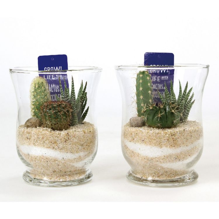 SPICE スパイス SPICE OF LIFE ミニガラスドーム サボテン植え込み Lサイズ 8S57 6個 | ガーデン 植物 サボテン 多肉 多肉植物 ガラス インテリア