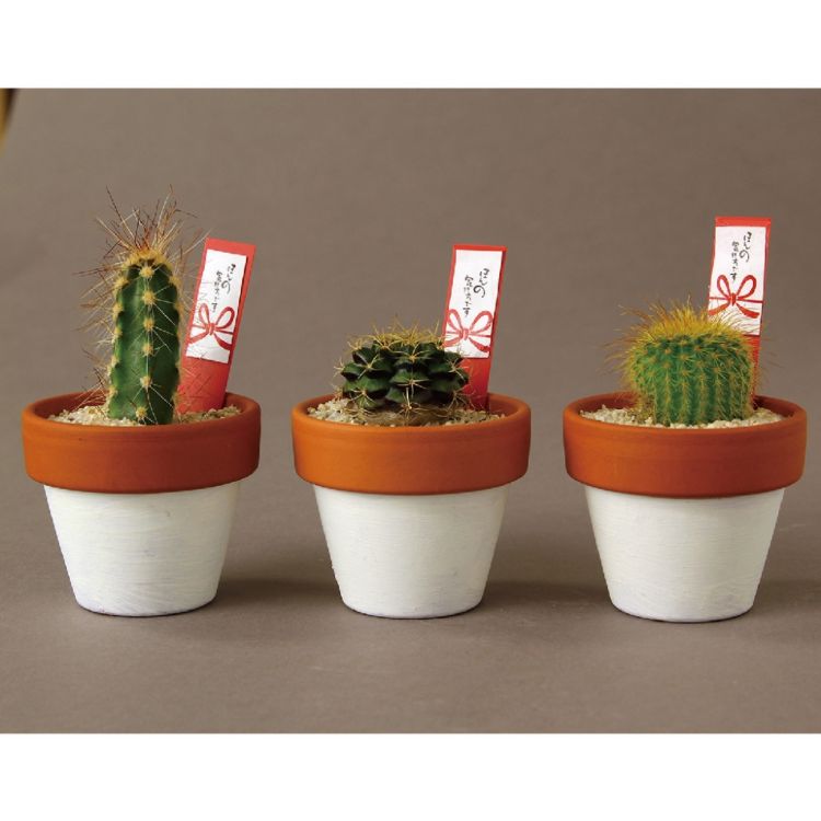 SPICE スパイス SPICE OF LIFE ほんの気持ち 素焼きサボテン 8S60 30個 | ガーデン 植物 サボテン 多肉..