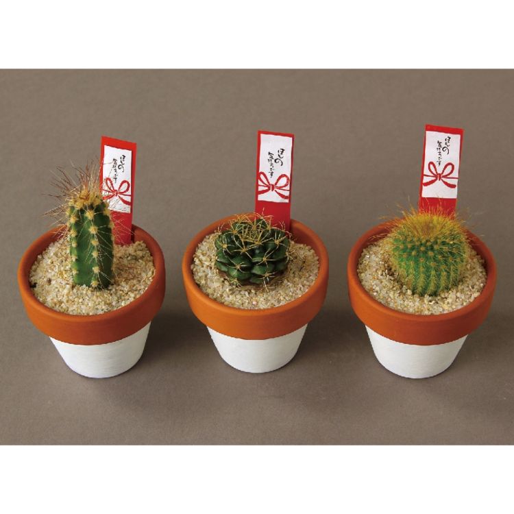 SPICE ���ѥ��� SPICE OF LIFE �ۤ�ε����� �ǾƤ����ܥƥ� 8S60 30�� | �����ǥ� ��ʪ ���ܥƥ� ¿�� ���� ���ե� �ǾƤ� �ݥå� ���餷�� ���֤�