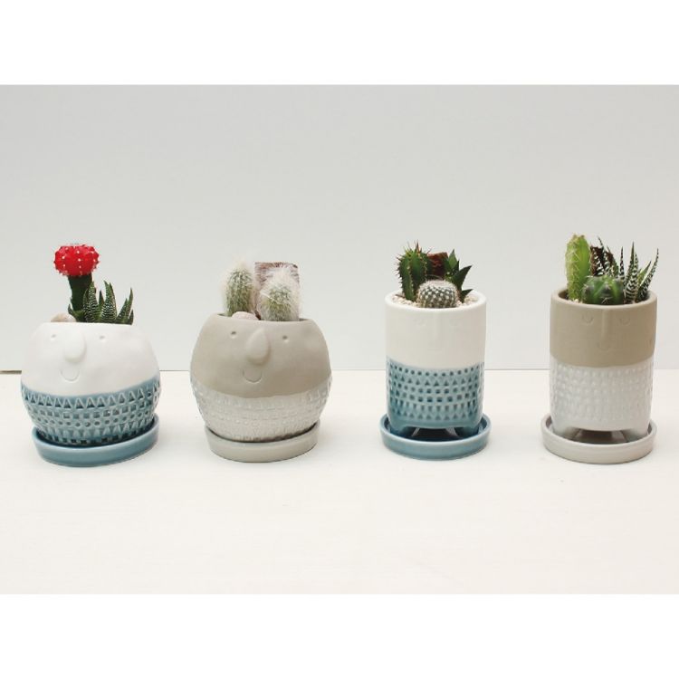 SPICE スパイス SPICE OF LIFE Maske サボテン植え込み 8S66 8個 | ガーデン 植物 サボテン 多肉 可愛い プランター ギフト