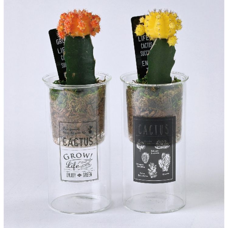 光触媒 - SPICE スパイス SPICE OF LIFE LABOガラス ヒボタン 植え込み HAK19005 6個 | ガーデン 植物 カラフルポップ ヒボタン おしゃれ