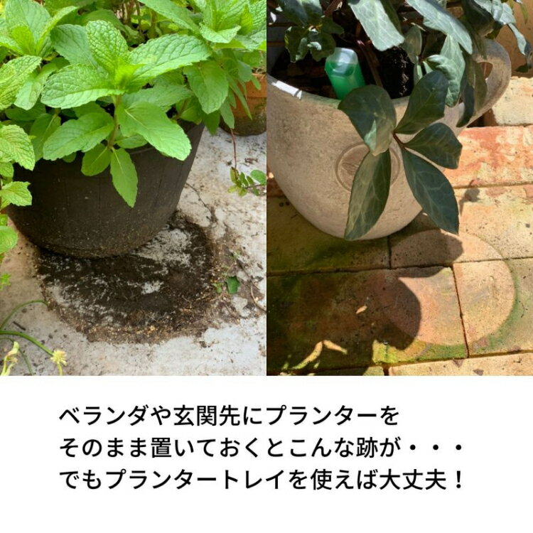 SPICE ���ѥ��� SPICE OF LIFE ���㥹�����դ��ץ�󥿡��ȥ쥤 �١����� GLGZ2010BE | �ȥ쥤 ȭ���ץ졼�� ����ȭ�� ȭ�֤� ���㥹�����դ� �ץ�󥿡� ��ʪ���� �����ǥ����� ����ƥꥢ �����ǥ󻨲� �����ǥ˥� ¿����ʪ ¿����� �����ڱ� �������