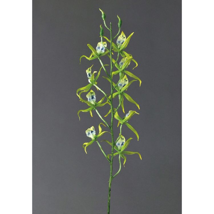 SPICE ���ѥ��� SPICE OF LIFE �ե��������꡼�� ���ѥ������������å� ���꡼�� KLGK2920GR | �����ǥ� ��ʪ �ե��������꡼�� �ե��������꡼�� ���ѥ������������å� �ܥ�塼�ശ