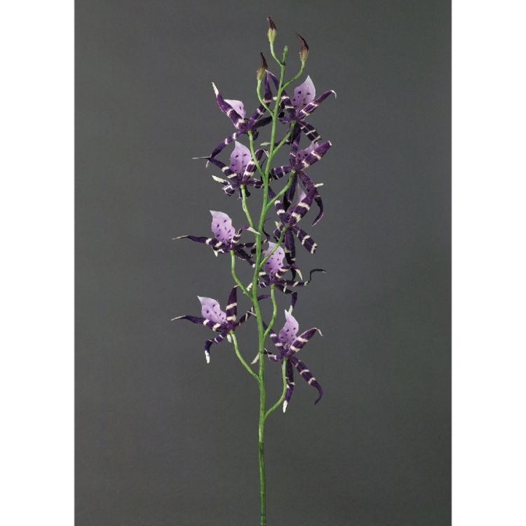 SPICE ���ѥ��� SPICE OF LIFE �ե��������꡼�� ���ѥ������������å� �������ѡ��ץ� KLGK2920PU | �����ǥ� ��ʪ �ե��������꡼�� �ե��������꡼�� ���ѥ������������å� �ܥ�塼�ശ