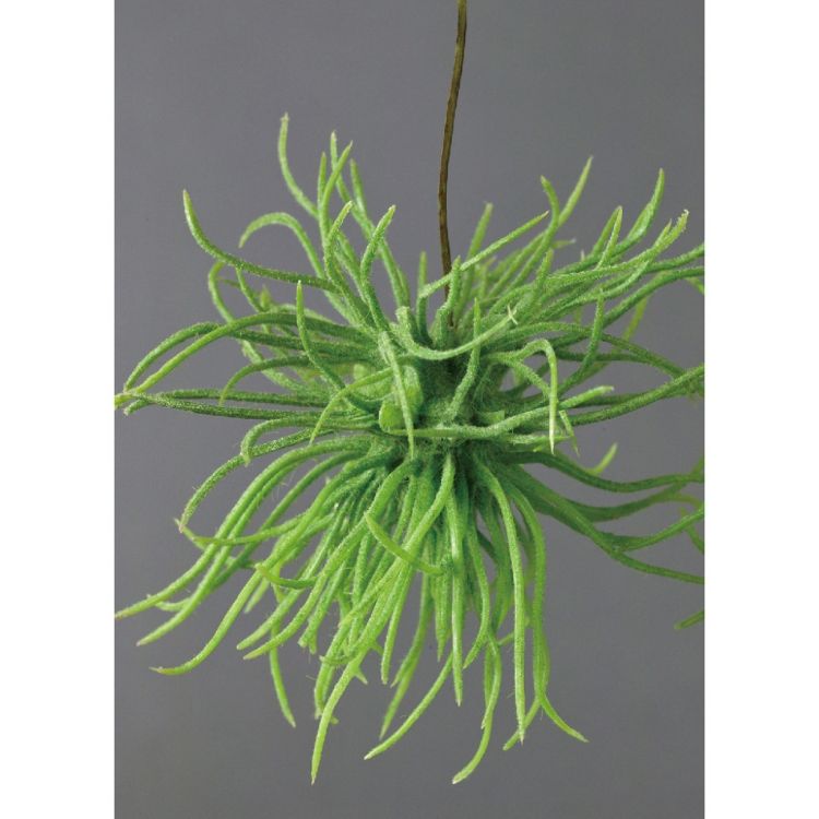 SPICE ���ѥ��� SPICE OF LIFE �ե��������꡼�� �������� ���꡼�� KLGK2940GR | �����ǥ� ��ʪ �ե��������꡼��