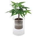SPICE スパイス SPICE OF LIFE ラボガラス シリンダー 観葉 植え込み ハイドロボール Sサイズ MUG17015 4個 | ガーデン 植物 ...