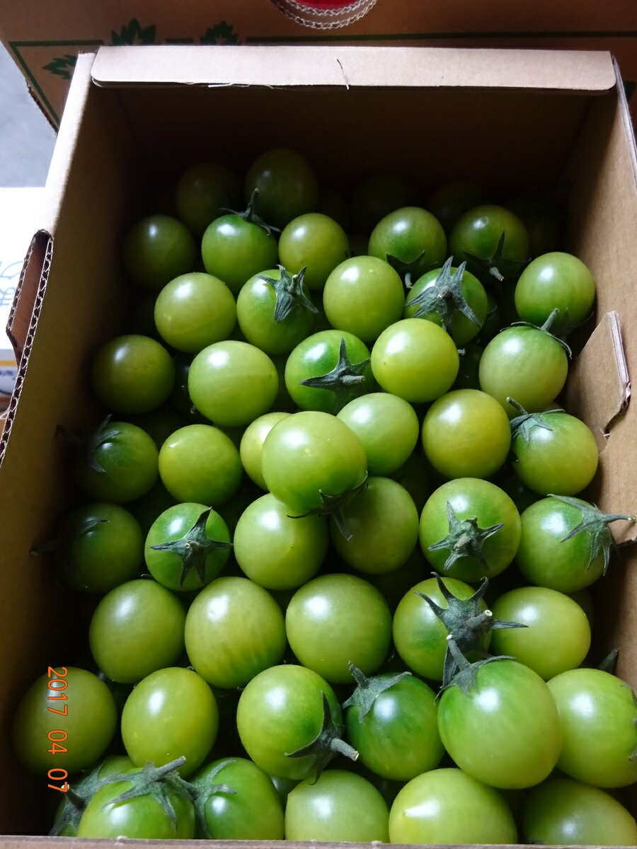 JA豊橋　あまえぎみミニトマトグリーン（みどりちゃん）1kg
