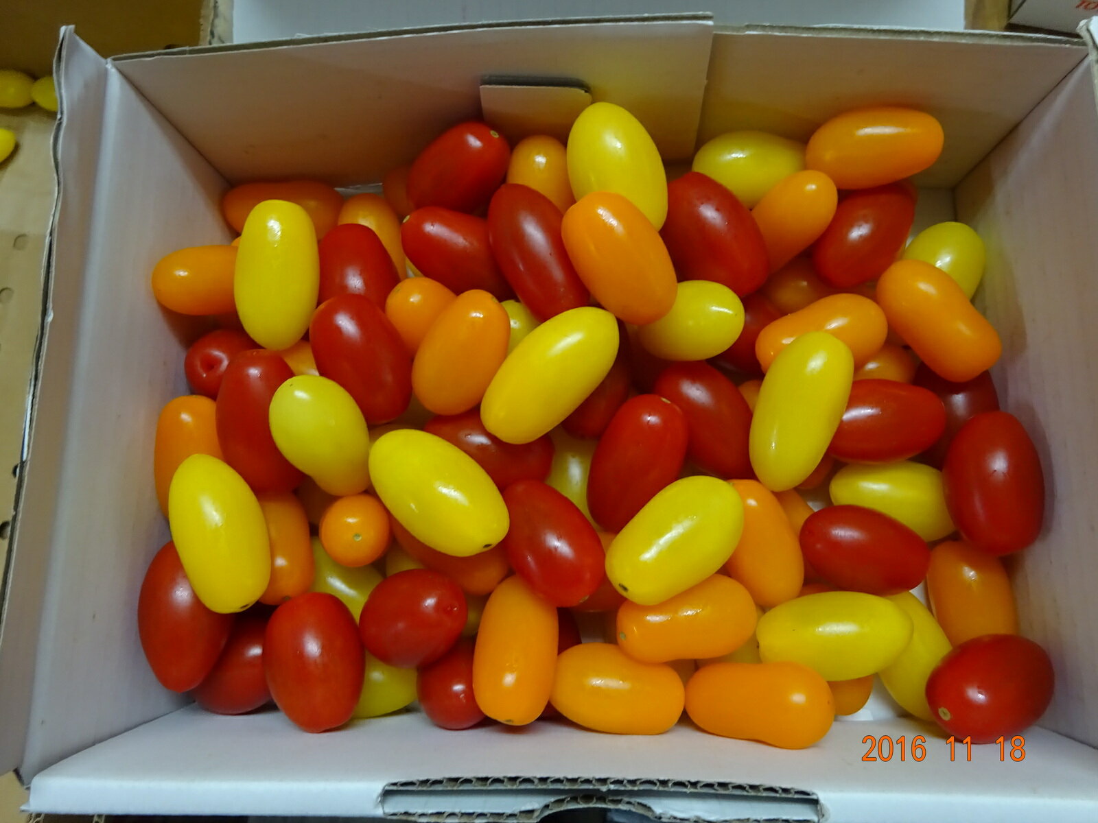 豊橋産フルーツミニトマト あまえぎみ クレア（3色MIX）1