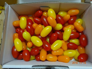 豊橋産フルーツミニトマト　あまえぎみ　クレア（3色MIX）1kg送料無料地域（中部、関西、北陸、関東、信越）母の日　父の日のプレゼントのし、簡易包装いたしますハウストマトの一番甘くなる季節は、1月〜5月です！