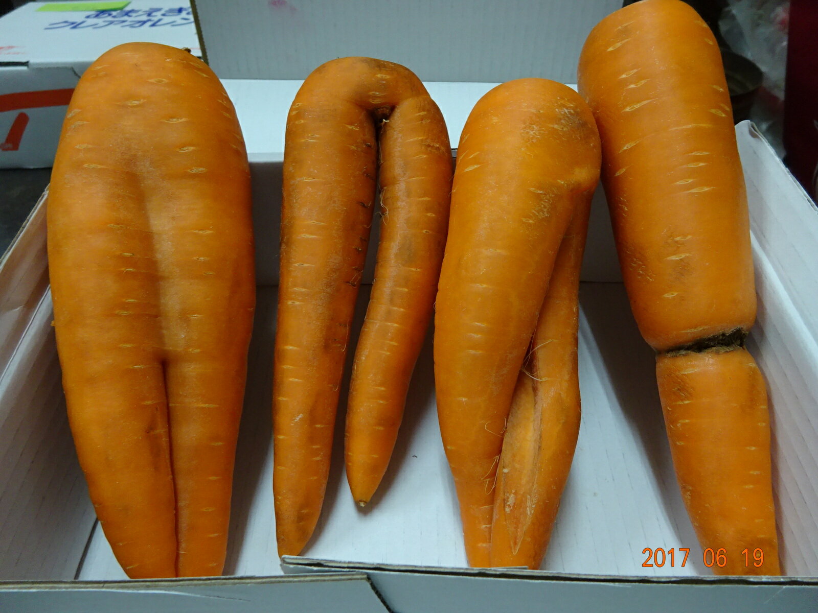 �񻺡������ꡡ�ͻ����礭����Ǥ������5kg