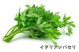 豊橋産 イタリアンパセリ500g(業務用) 豊橋産 イタリアンパセリ500g(業務用)