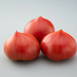愛知県田原産　ファーストトマト　約4kg生産量が少なく希少価値です