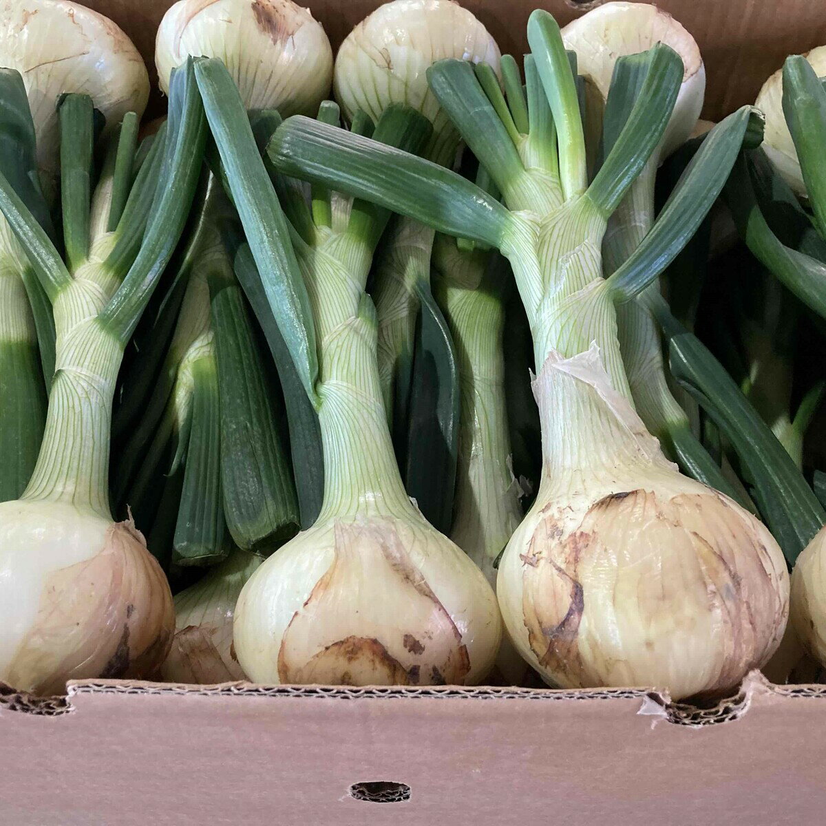 静岡、愛知産 新玉ねぎ 大 30玉入り