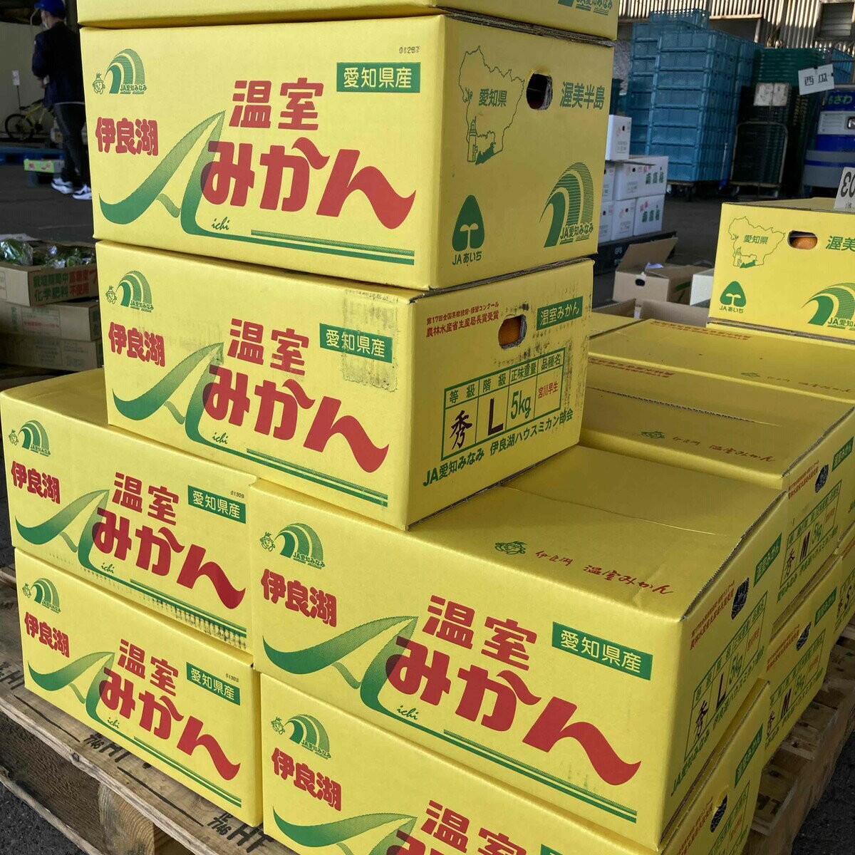 愛知県産 伊良湖ハウスみかん Mサイズ 5kg 父の日御中元、お盆お供え、手土産 好適品! 熨斗、簡易包装対応します