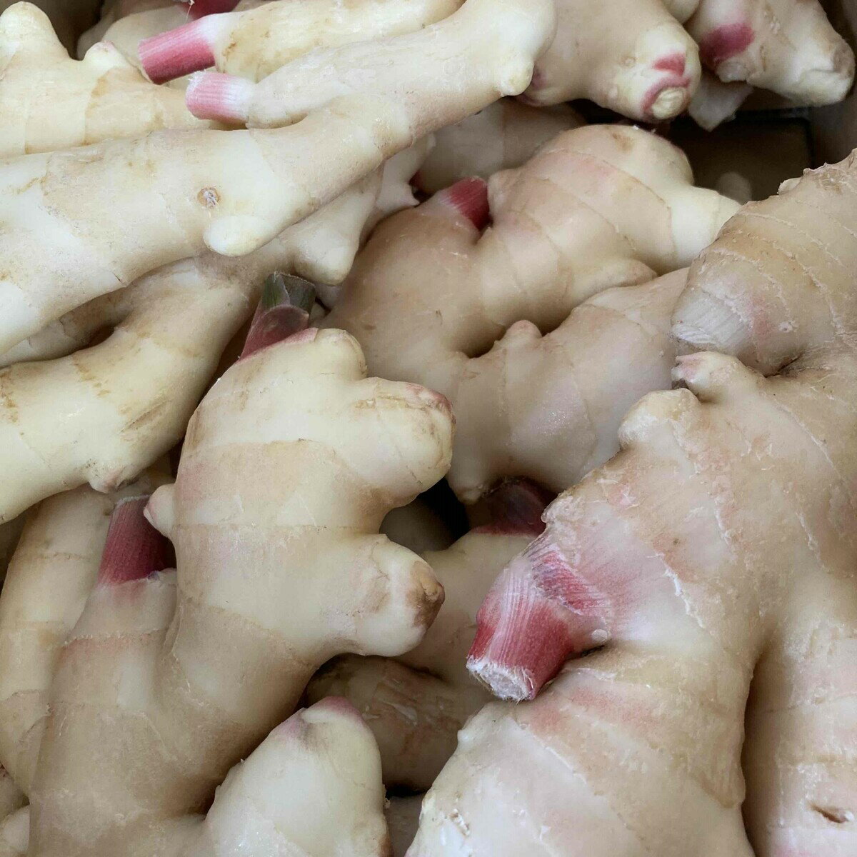高知産 新生姜 約2kg