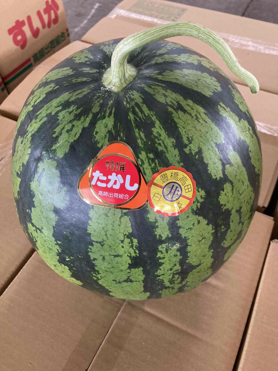 豊橋でも指折りの篤農家白井さん、小野田さんの個人出荷すいか味が安定しています田原の　抑制スイカ　5Lサイズ　1玉5kg以上 抑制栽培ですので10月頃までございます甘みは少しライトですが暑い時期ですので美味しく感じます。 甘さ保証！！ 自信あります。田原の路地抑制栽培 1