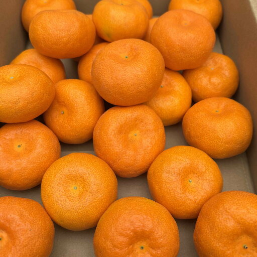 愛知県産 訳あり蒲郡ハウスみかん1kg(小玉) 父の日御中元、お盆お供え、手土産 好適品! 愛知県産 訳あり蒲郡ハウスみかん1kg(小玉) 父の日御中元、お盆お供え、手土産 好適品!