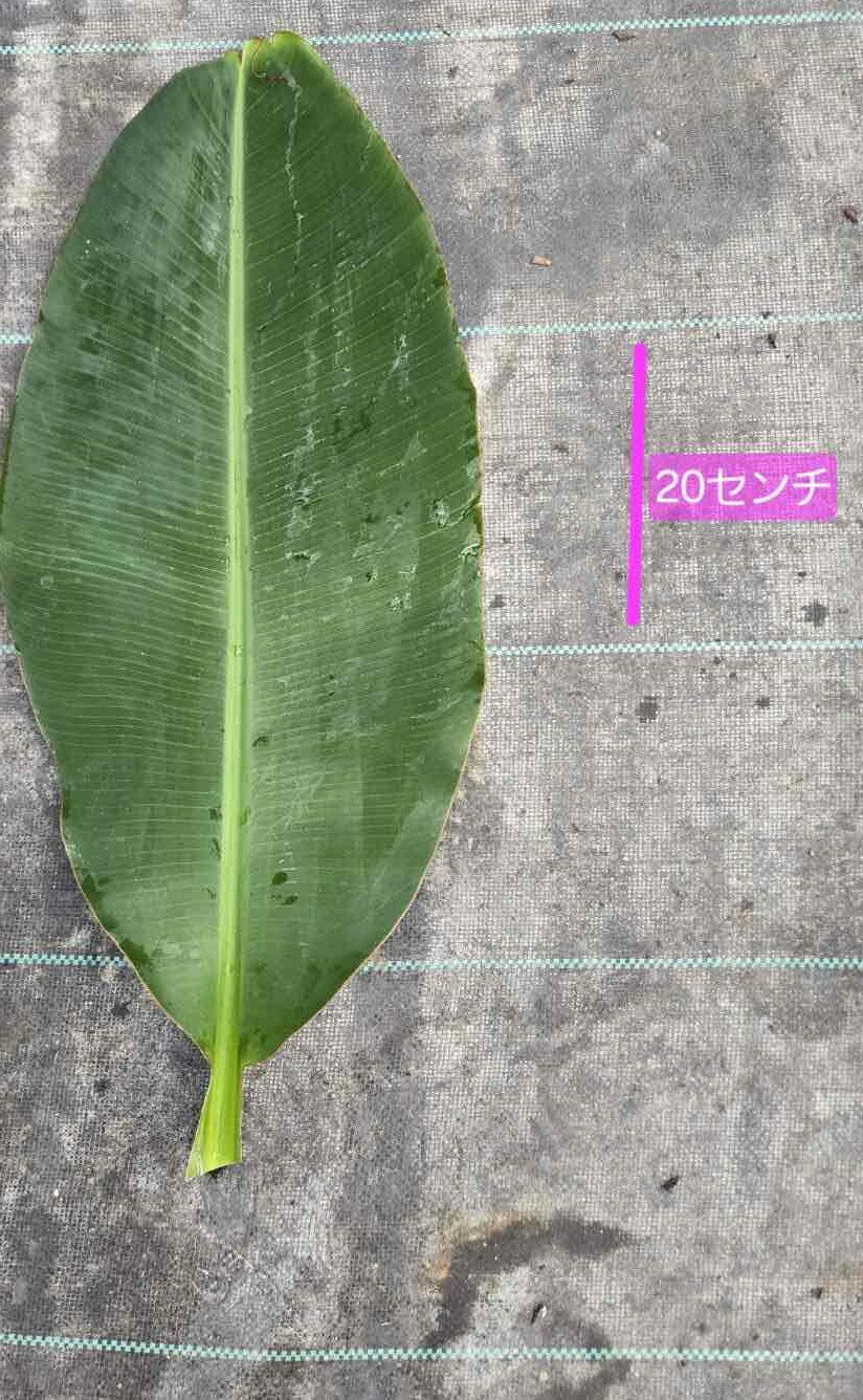 愛知豊川　ほのくにバナナ農園産　バナナの葉小サイズX10枚　1ケース