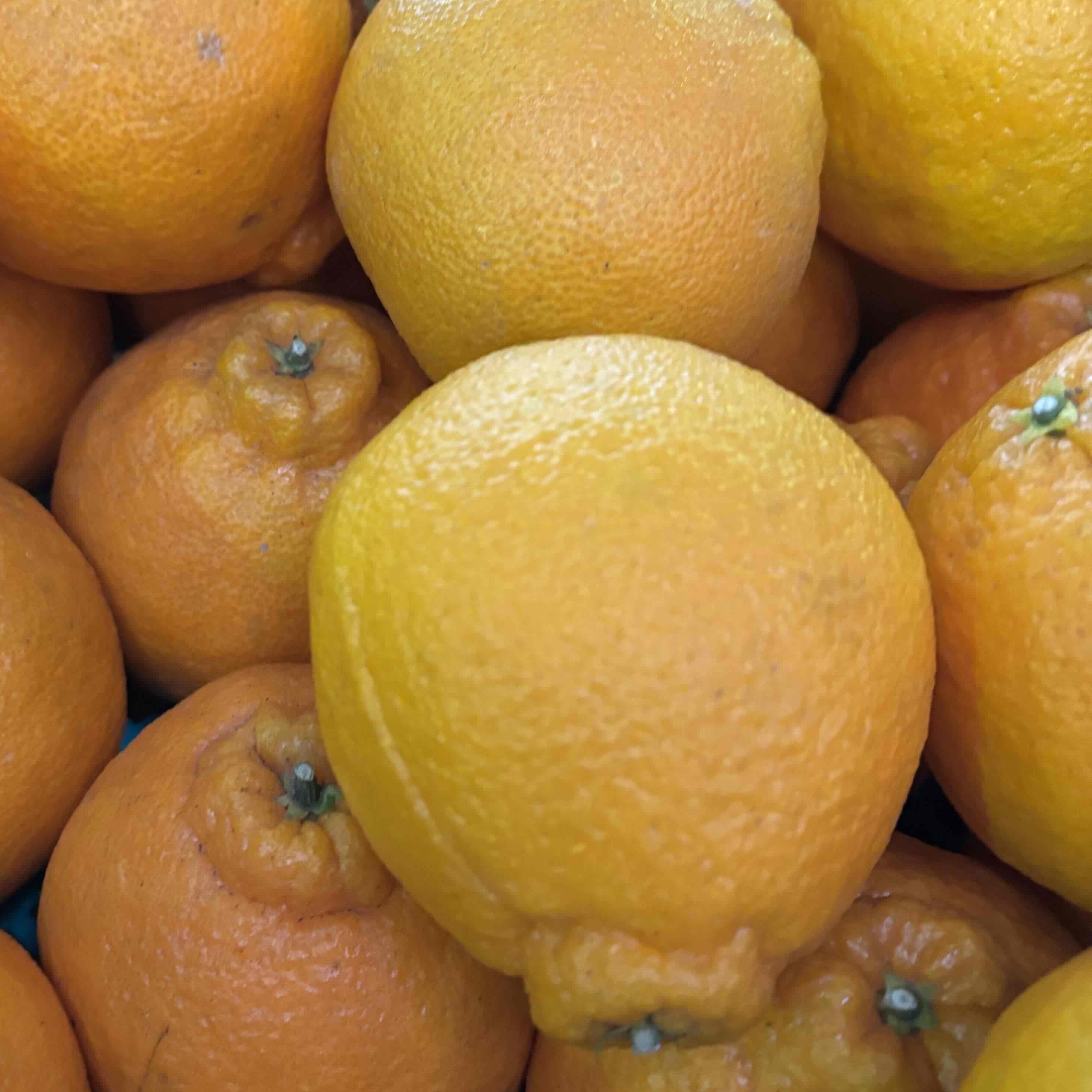 デコポン　国産　訳あ