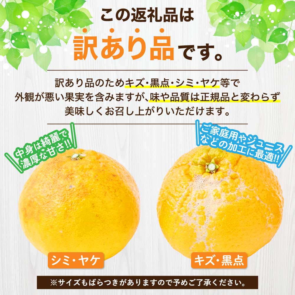SIMPLE SHOPの先行予約 【2027年2月上旬から2027年2月下旬発送予定】熊本 大見柑 不知火 訳あり【選べる内容量】約2kg (6〜13玉) 約4.5kg (13〜24玉) 約9.5kg (25〜50玉) 約19kg (50〜96玉) しらぬい デコポン みかん 柑橘 フルーツ 果物 果実 国産 九州 熊本県 宇城市 株式会社la Nui.｜アングル2