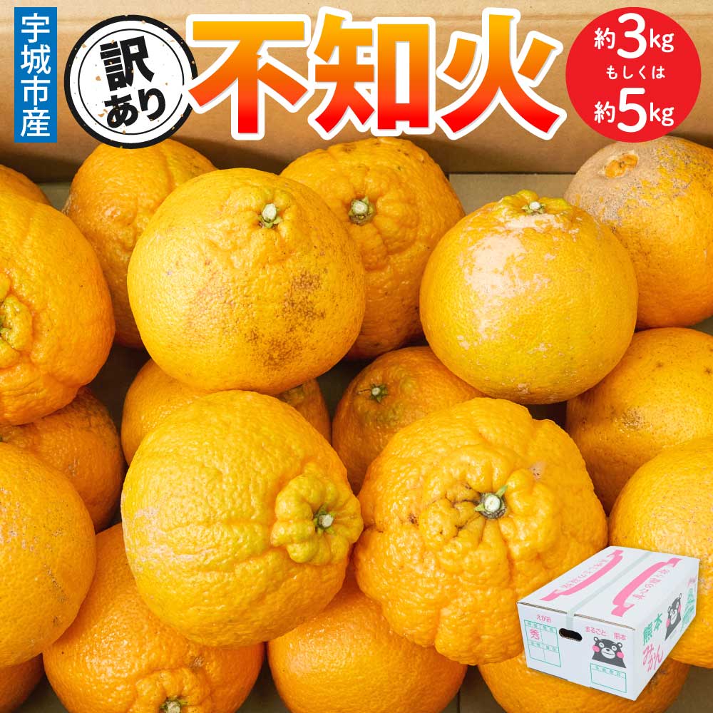 先行予約 訳あり 不知火【選べる内容量】約3kg（7〜12玉）もしくは 約5kg（15〜22玉） 【2027年3月上旬から2027年4月中旬発送予定】 しらぬい みかん 蜜柑 柑橘 お取り寄せ 国産 九州 熊本県 宇城市 株式会社la Nui.