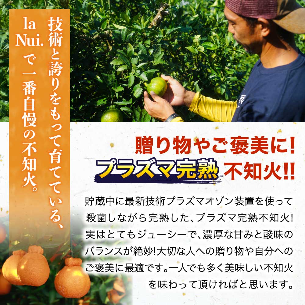 SIMPLE SHOPの先行予約 不知火 ハウス栽培 プラズマ完熟不知火【選べる内容量】約3kg（7〜12玉）もしくは 約5kg（15〜22玉） 【2027年3月上旬から2027年4月中旬発送予定】 しらぬい みかん 蜜柑 柑橘 国産 九州 熊本県 宇城市 株式会社la Nui.｜アングル2