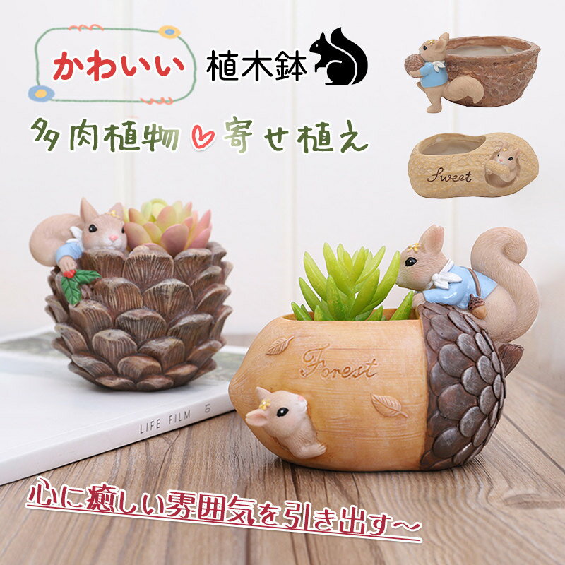 鉢植木鉢栗鼠おしゃれかわいい多肉植...