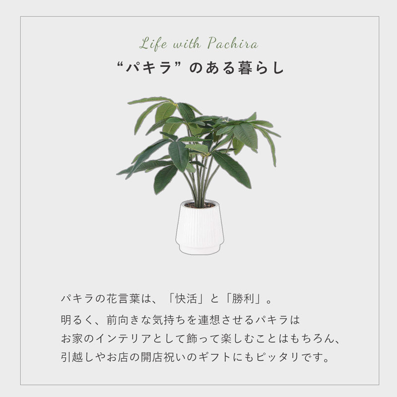 ��4��20������Ȥ�������3̾20�󥯡��ݥ������������ƥꥢ���꡼�� �ѥ��� �⤵43cm �ʥ����� �ʥ����륤��ƥꥢ �ե��������꡼�� ���տ�ʪ �͹����տ�ʪ �ߥ� �ե����� ����ƥꥢ �ꥢ�� ������� �Ϥ�ʤ� ��ޯ�� ���襤�� �İ��� ��� ���� ��ӥ� ����