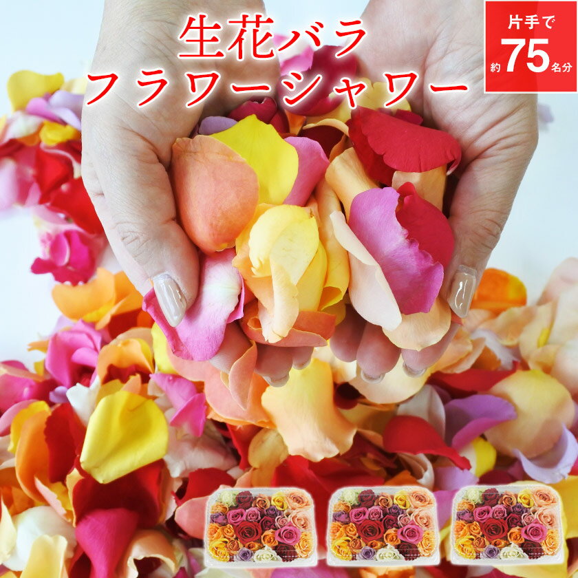 フラワーシャワー バラ 約75名分 25名×3セット 生花 結婚式 ブライダル ウェディング 披露宴 ローズ ローズシャワー おまかせミックスカラー 2次会 クール便 送料無料【鈴木バラ園】