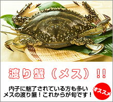 カニ超新鮮！獲れたての活き締めワタリガニ(メス)1尾(約300g)