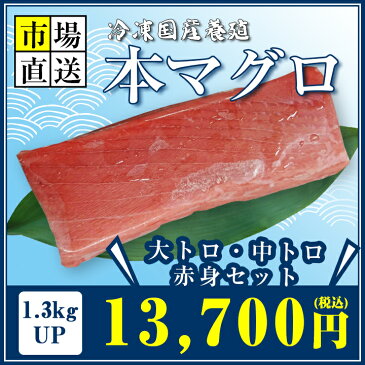 国産養殖本マグロ（冷凍）1.3kgUP