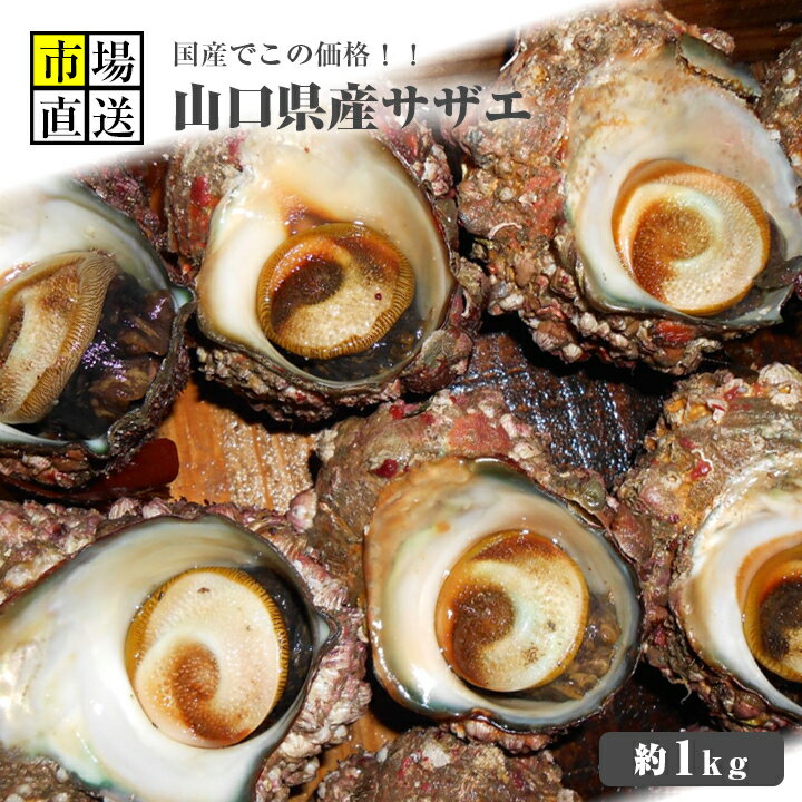 サザエ!(激安サザエ・さざえ)山口県産約1kg(8〜15個入り)