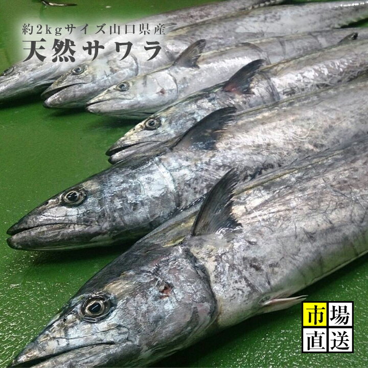 冬に旬な魚１２選 旬な時期に食べたい美味しい魚の特徴や食べ方をご紹介 Kurashi No