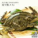 カニ超新鮮！獲れたての活き締めワタリガニ(メス)1尾(約300g)