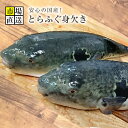 トラフグ　とらふぐ　河豚　ふく　丸で900～1kgサイズ...