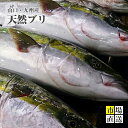 天然ブリ　鰤ハマチ（1入4〜5Kg）