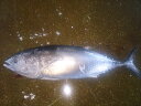 本マグロ(よこわ・ヨコワ)1尾2.5キロ〜3キロ 50センチ〜60センチサイズ - 新鮮魚宇丸