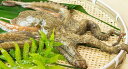 山口県産湯タコ(ボイルタコ)約1.5kg 特大サイズ!!(ゆでたこ・たこ・ゆだこ・地たこ) - 新鮮魚宇丸