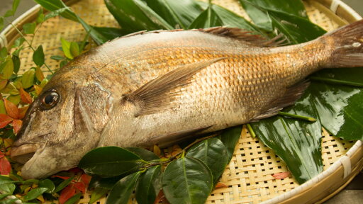 活き締め!天然真鯛!天然タイ!(1尾 約3kg) 活き締め!天然真鯛!天然タイ!(1尾 約3kg)