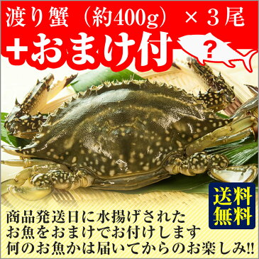 カニ！超新鮮！獲れたての活き締めワタリガニ(メス)特大1尾(約400g)3尾入びっくりするほど大きいサイズ！