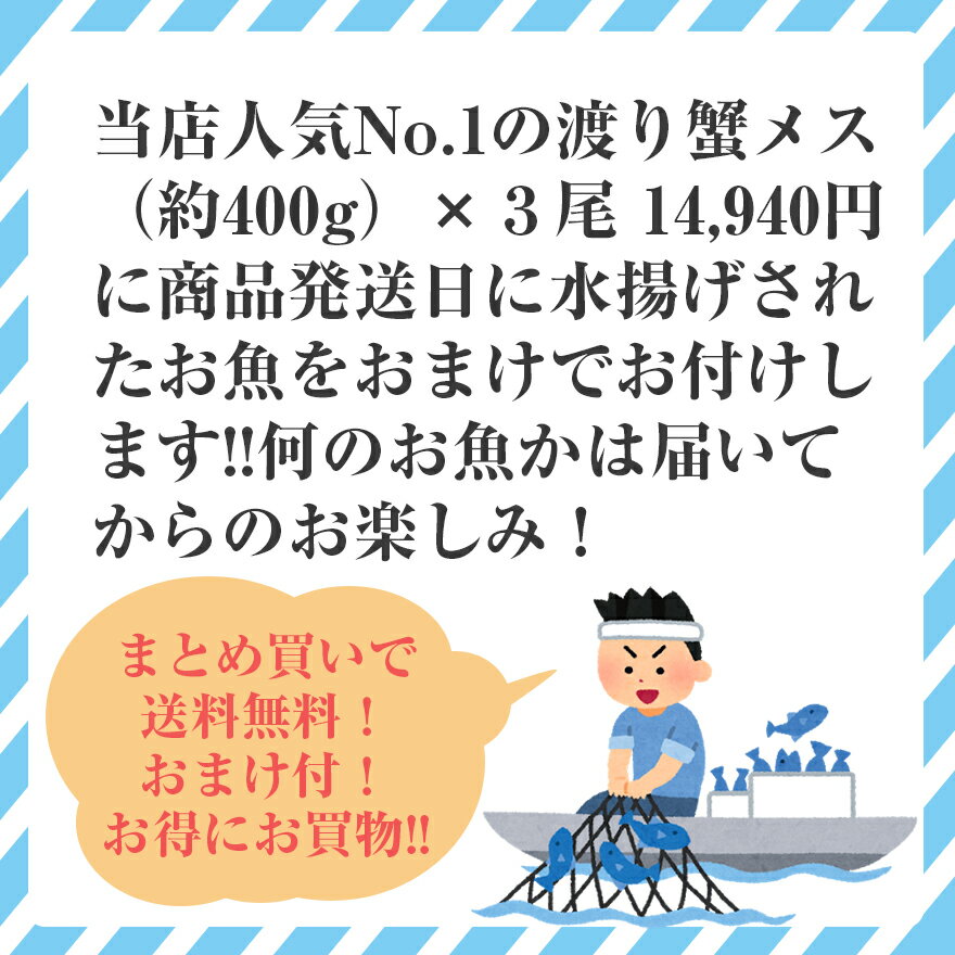 カニ！超新鮮！獲れたての活き締めワタリガニ(メス)特大1尾(約400g)3尾入びっくりするほど大きいサイズ！