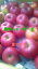 【りんご】【送料無料】【訳あり】新品種！夏あかり、シナノホッペ、蜜入りサンふじ・あいかの香り・シナノゴールド等、各5キロ家庭用