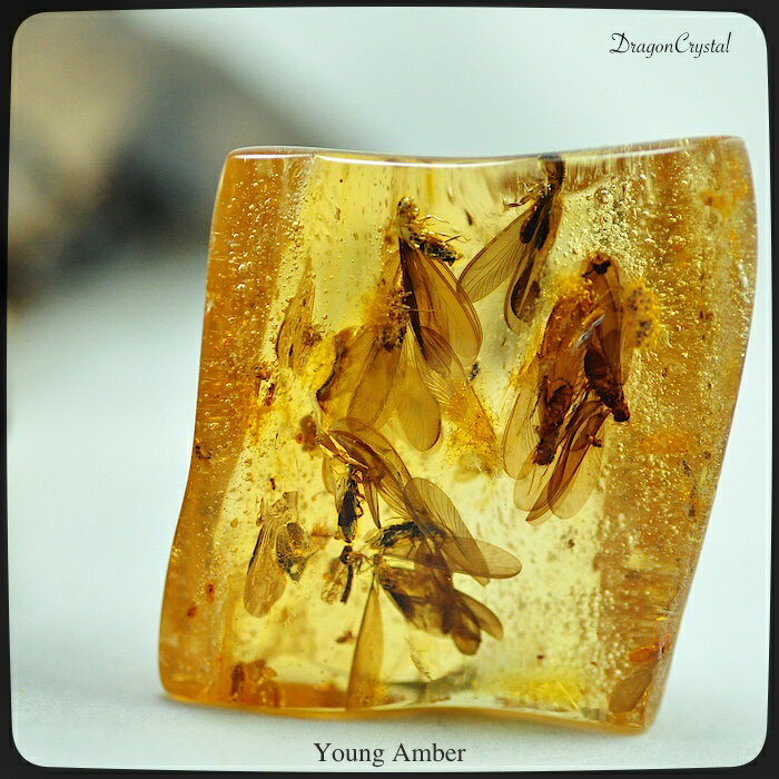 天然未処理のカリビアンヤングアンバー　琥珀　コパール 30 g 『羽蟻、蚊？』【送料無料】のサムネイル